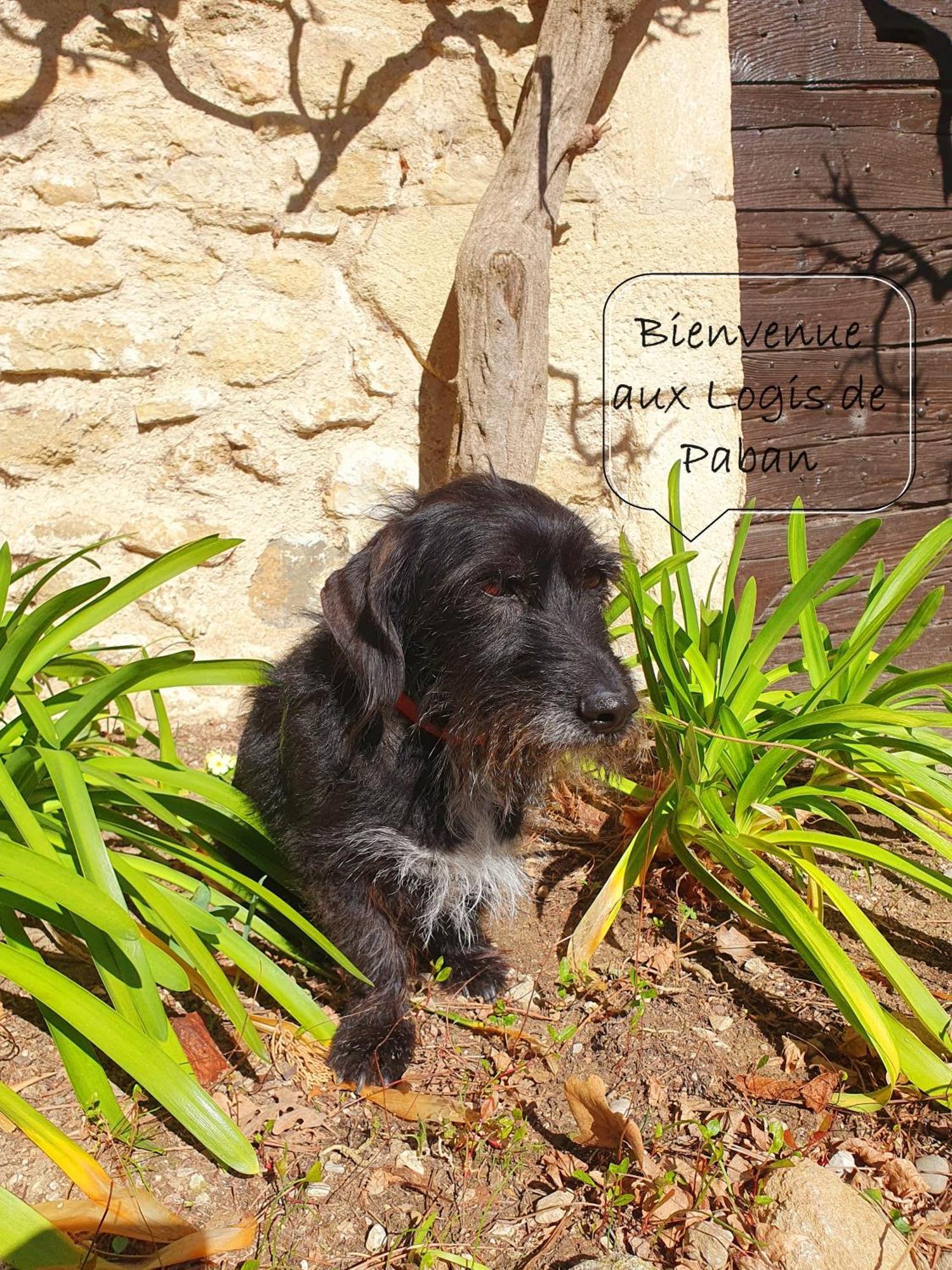 Les Logis De Paban Bed & Breakfast Crestet Dış mekan fotoğraf